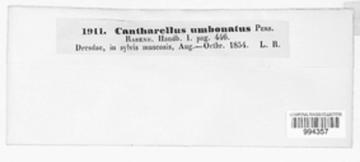 Cantharellula image
